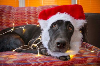 Black labrador wearing santa hat resting on couch during christmas