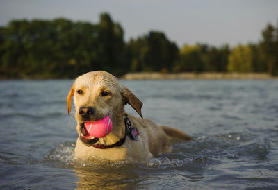 Playful labrador retriever carrying pink ball while swimming in lake