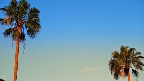 Low angle view of coconut palm tree against clear blue sky