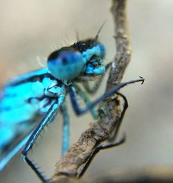 Close-up of plant against blurred background