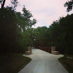 Empty footpath amidst trees