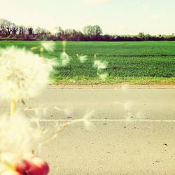 Plants growing on field