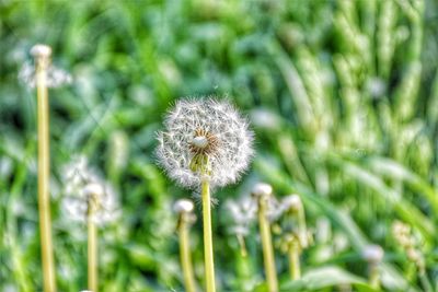 Close-up of dandelion flower on field