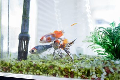 Close-up of birds perching on a plant