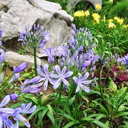 Close-up of purple flowers