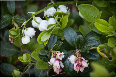 Close-up of flowers