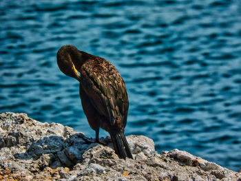 Bird perching on rock by sea