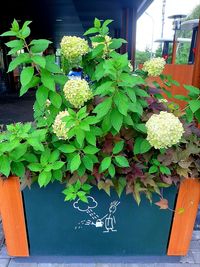 Close-up of potted plant