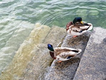 High angle view of mallard ducks swimming in lake