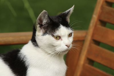 Close-up of a cat looking away