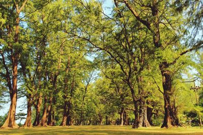 Trees growing in sunlight