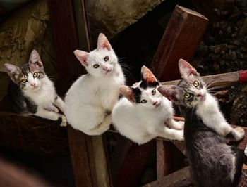 Portrait of cats on railing