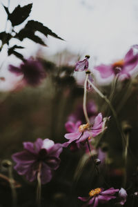 Close-up of pink flowering plant