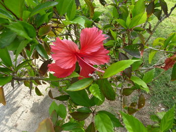 Close-up of pink hibiscus flower