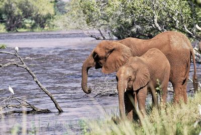 View of elephant drinking water