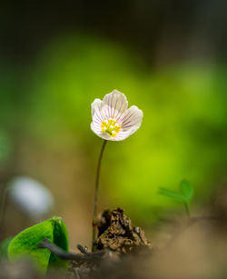 Beautiful white wood sorrel flowers blooming on a forest ground. shallow depth of field. 