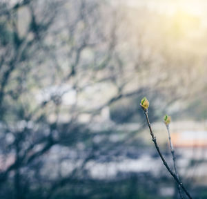 Close-up of flowering plant against blurred background