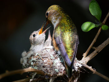 Close-up of bird