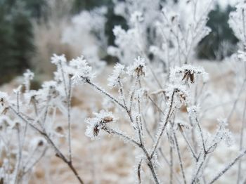Close-up of snowed plants