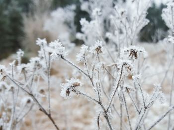 Close-up of plant growing on field