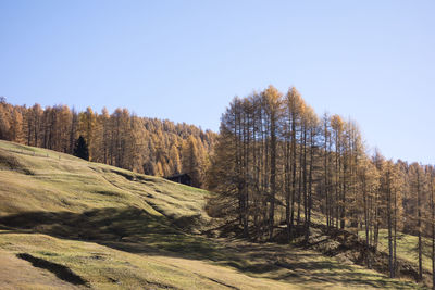 Trees on field against clear sky