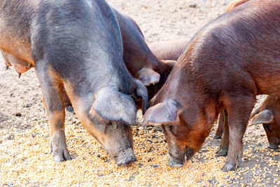 High angle view of horses