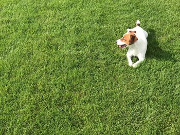 High angle view of dog on field