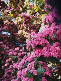 Close-up of pink cherry blossoms in spring