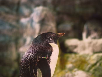 Close-up of bird