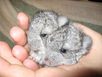 Cropped image of owner hand holding young chinchillas