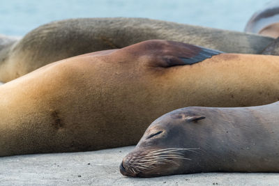 Some sea lions napping on a pier at floreana island, galapagos islands