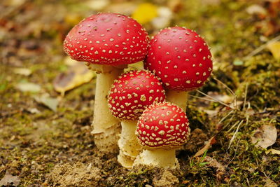 Close-up of fly agaric mushroom on field