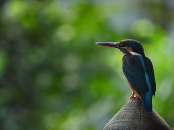 Close-up of bird perching on a tree