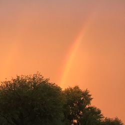 Silhouette trees against rainbow in sky at sunset