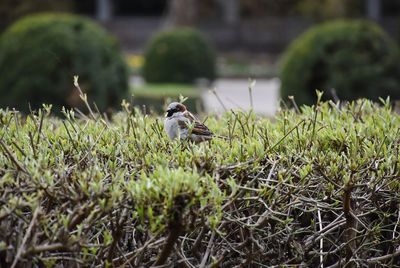 Bird perching on a field