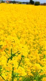 Yellow flowers blooming in field