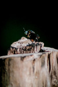 Close-up of bee on wood