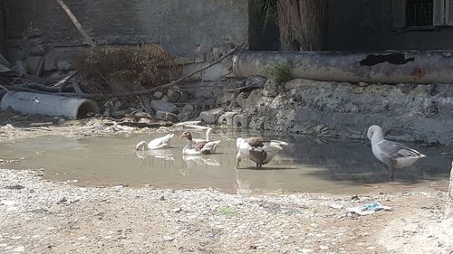 Birds in water