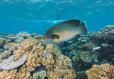 Fish swimming in sea