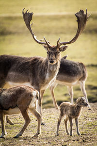 Close-up of deer