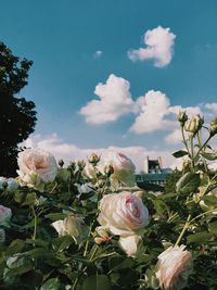 Close-up of rose against sky