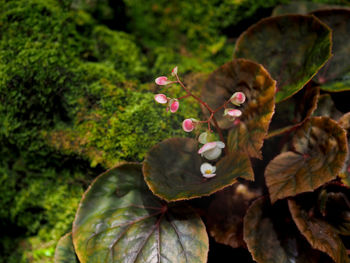 Close-up of pink flowering plant leaves