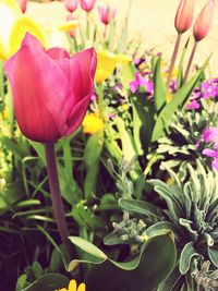 Close-up of flowers blooming outdoors