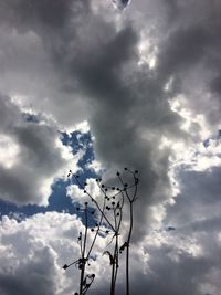 Low angle view of silhouette flower against sky