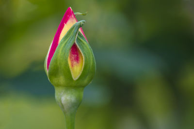 Close-up of red flower bud