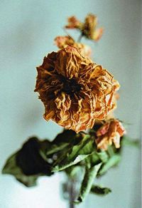 Close-up of plant against blurred background