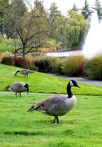 Ducks on a field