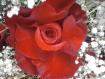 Close-up of red rose