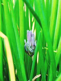 Close-up of insect on plant