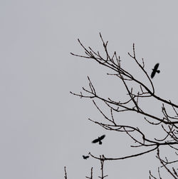 Low angle view of silhouette bare tree against clear sky